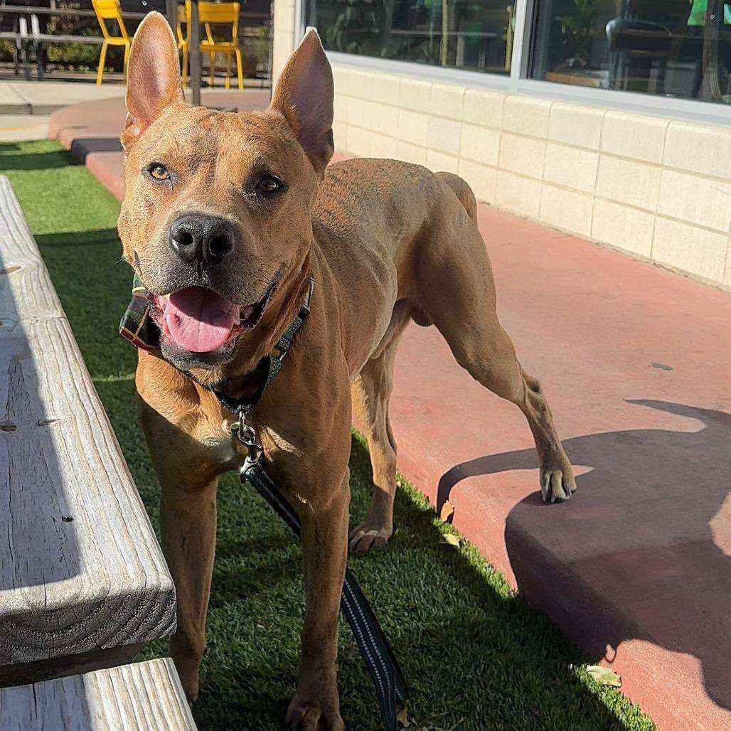 Jacob (nutmeg), a Adoptable American Staffordshire Terrier in Pittsburgh, PA image 4/6