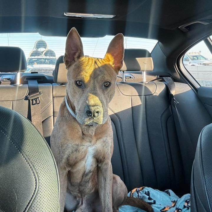 Jacob (nutmeg), a Adoptable American Staffordshire Terrier in Pittsburgh, PA image 5/6