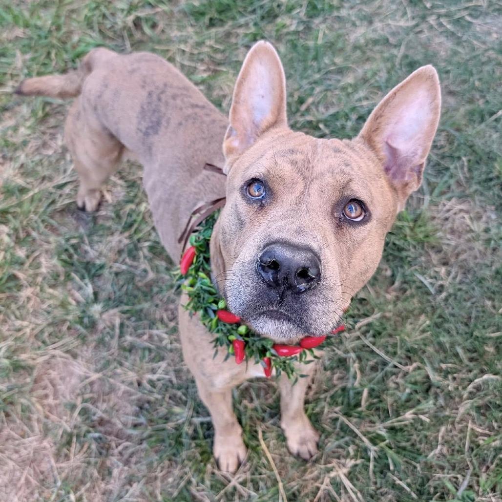 Jacob (nutmeg), a Adoptable American Staffordshire Terrier in Pittsburgh, PA image 6/6