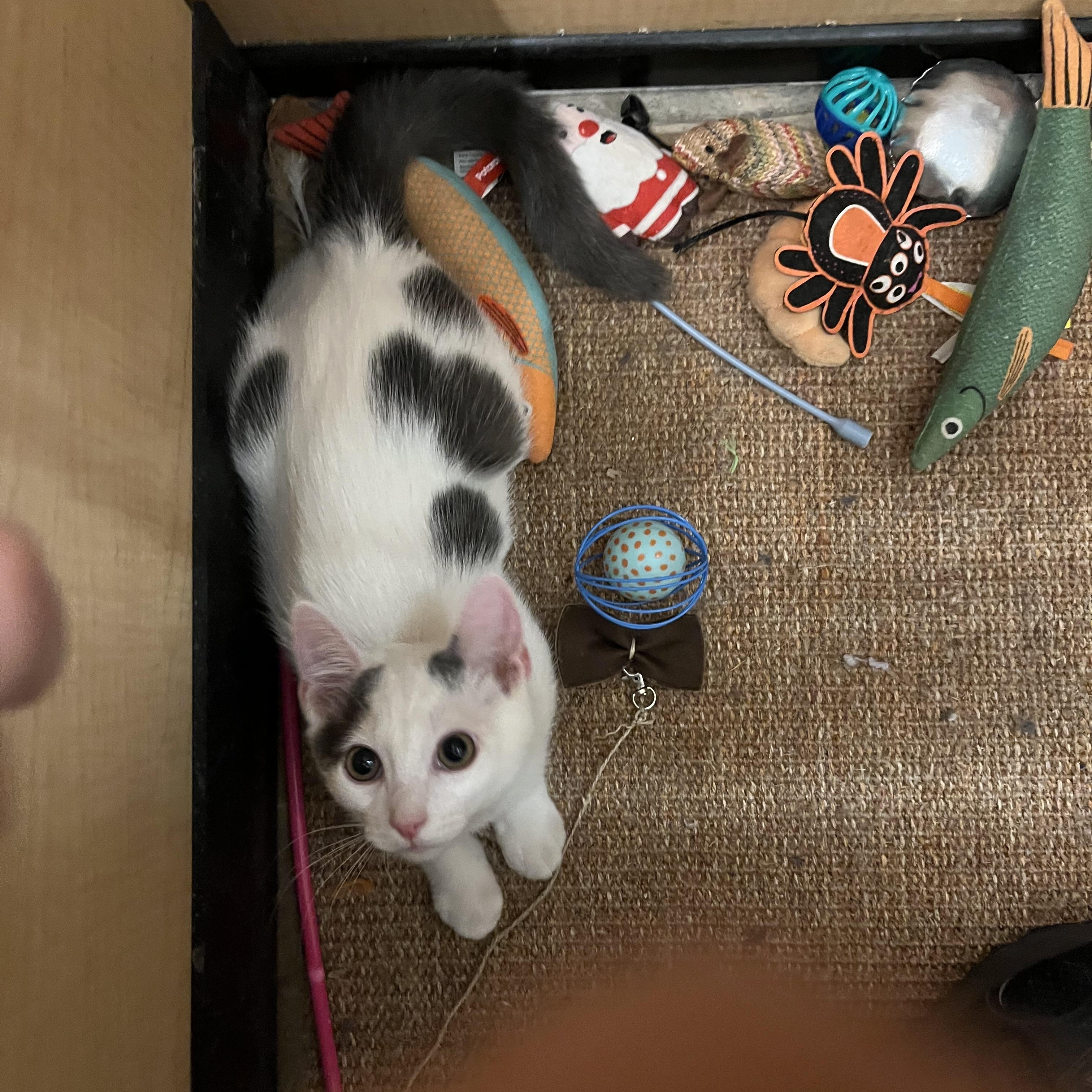 Enlarge Casper, an adopted Domestic Short Hair in Tustin, CA image 2/2