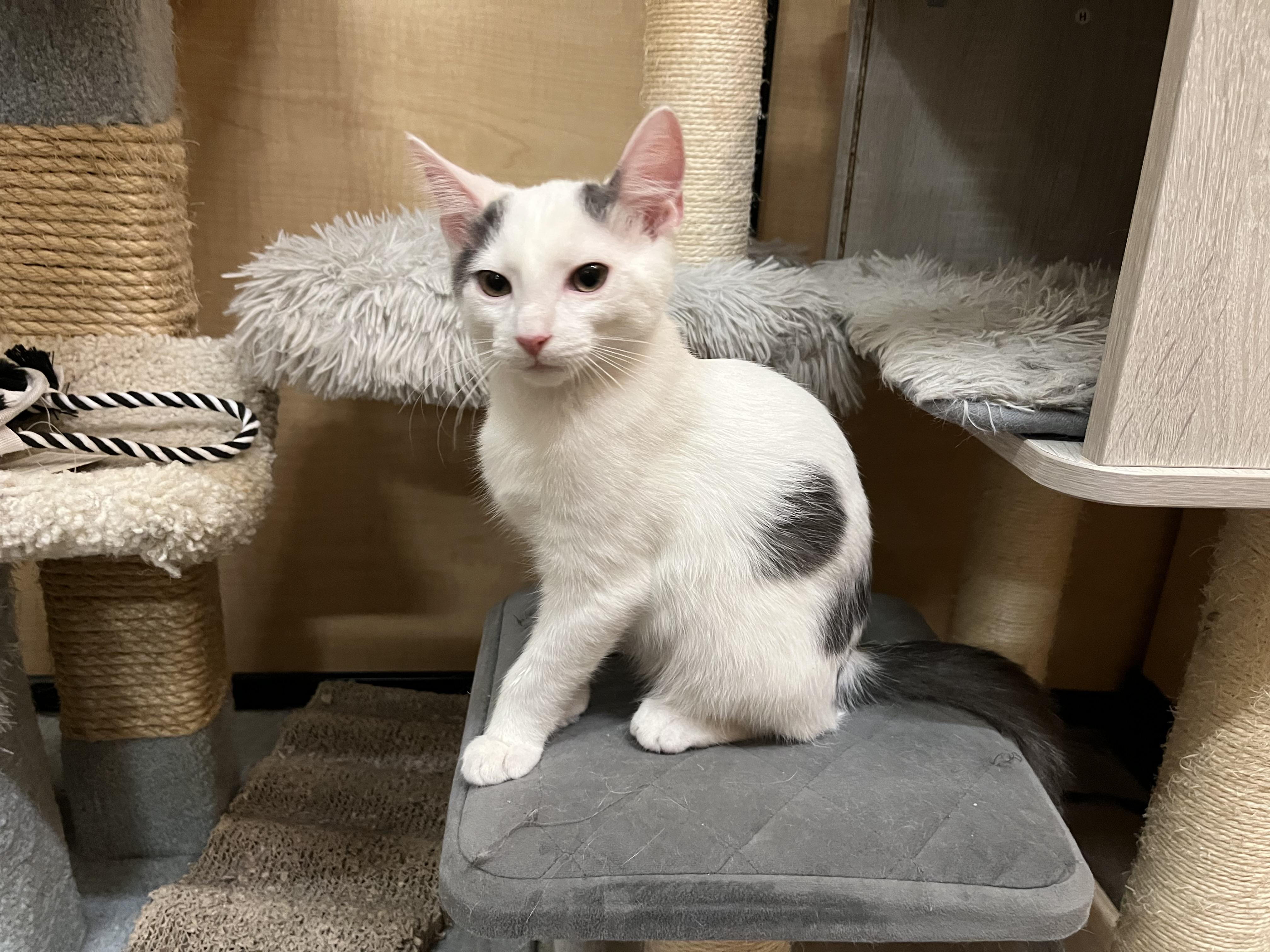 Casper, adopted, Young Male Domestic Short Hair.