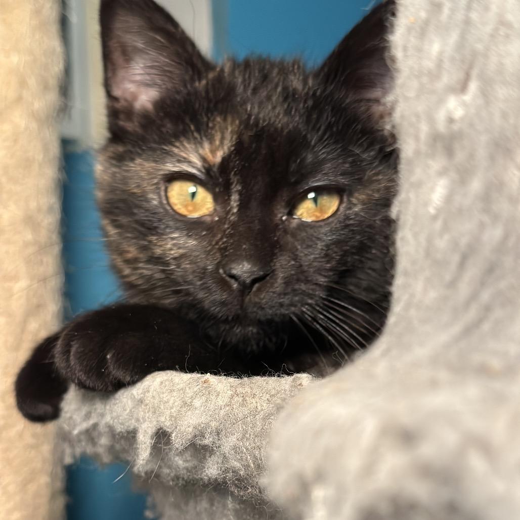 Enlarge Raspberry Drop 55820, a Adoptable Domestic Short Hair in Lansing, MI image 2/5