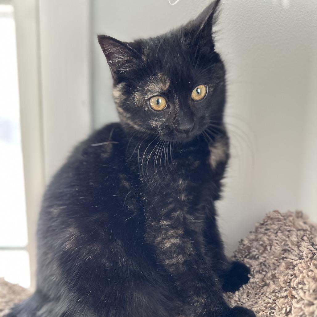 Enlarge Raspberry Drop 55820, a Adoptable Domestic Short Hair in Lansing, MI image 3/5