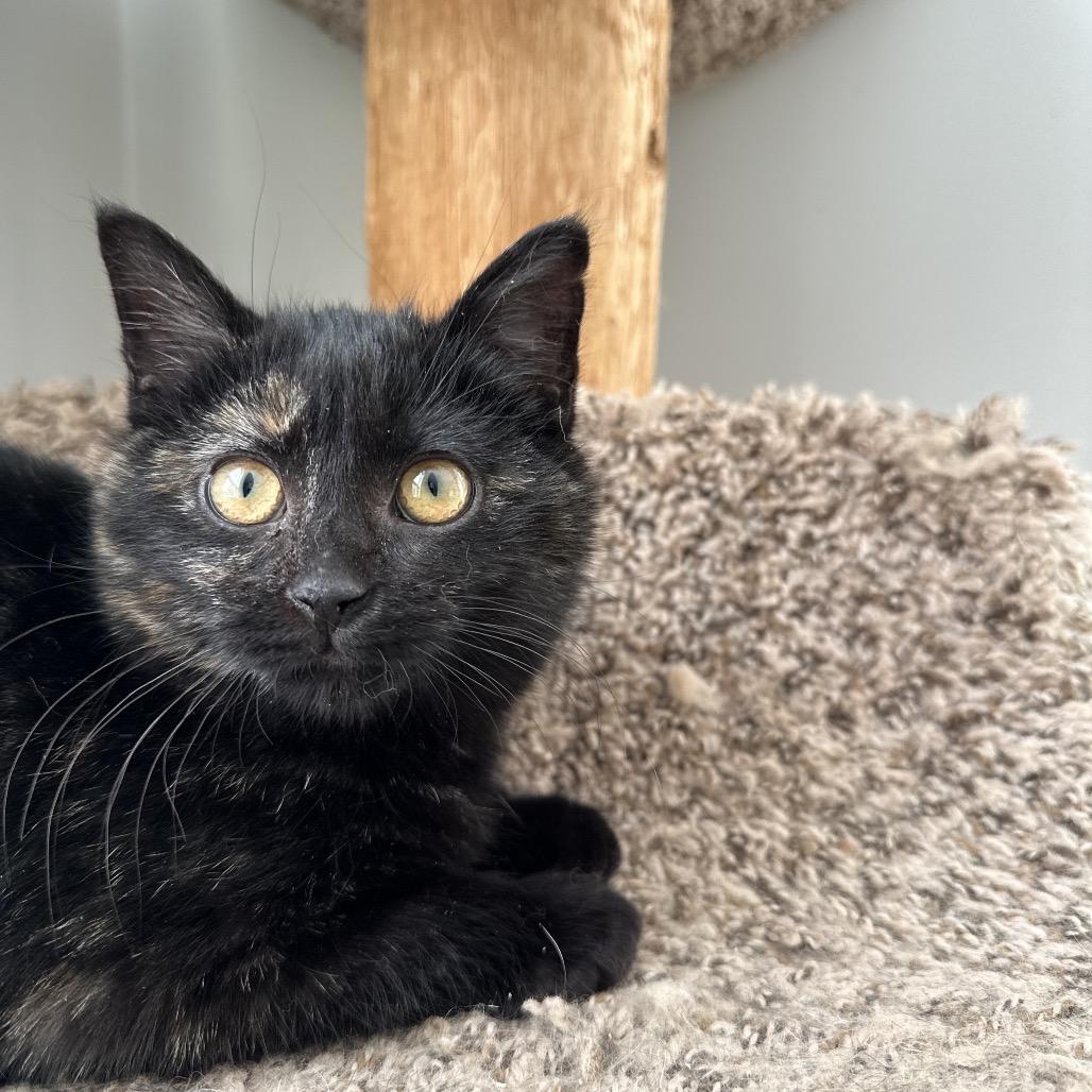 Enlarge Raspberry Drop 55820, a Adoptable Domestic Short Hair in Lansing, MI image 4/5