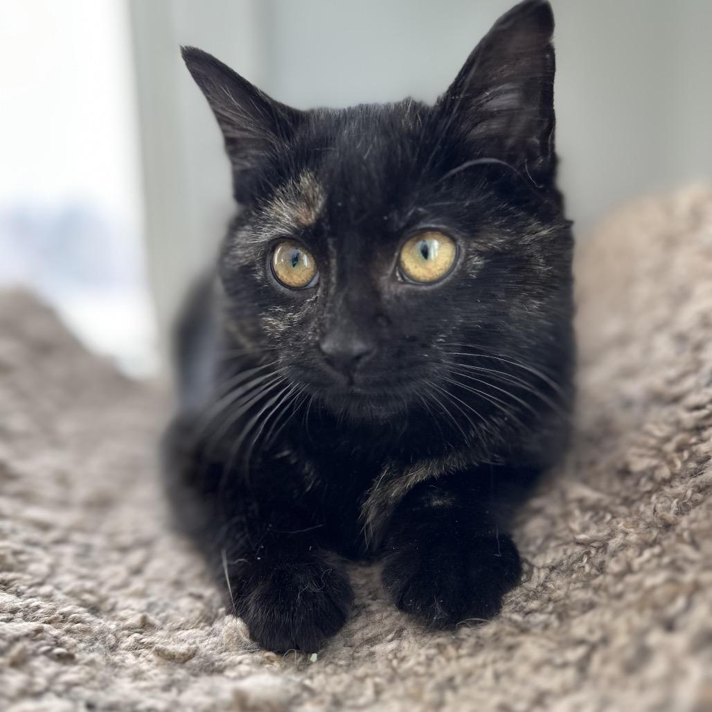 Enlarge Raspberry Drop 55820, a Adoptable Domestic Short Hair in Lansing, MI image 5/5
