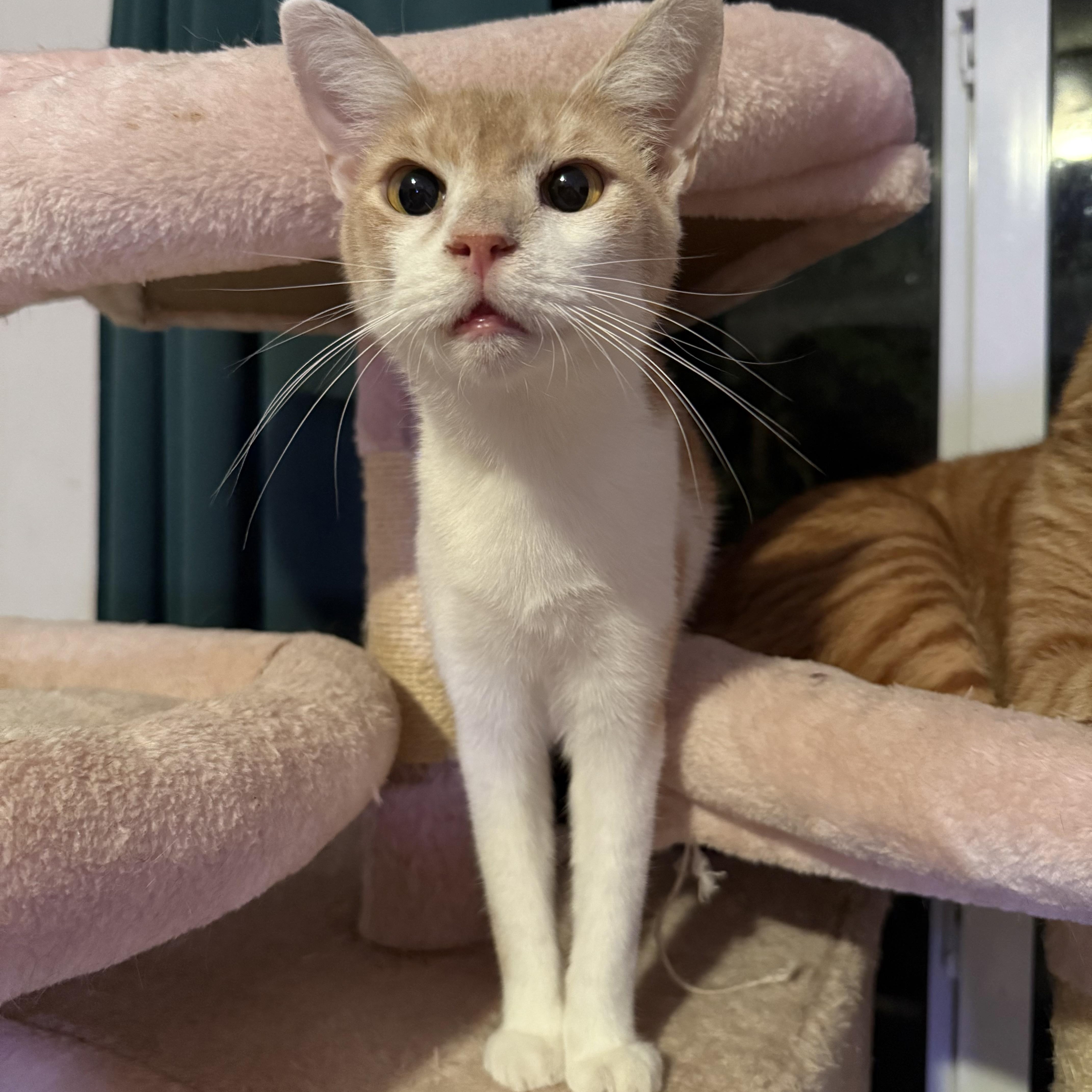 Enlarge Dunkin, a Adoptable Domestic Short Hair in Bridgehampton, NY image 2/6