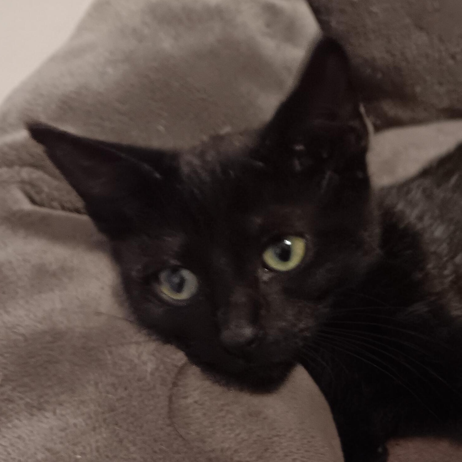 Enlarge Craig n' DayDay, a Adoptable Domestic Short Hair in Bloomfield, NJ image 1/3
