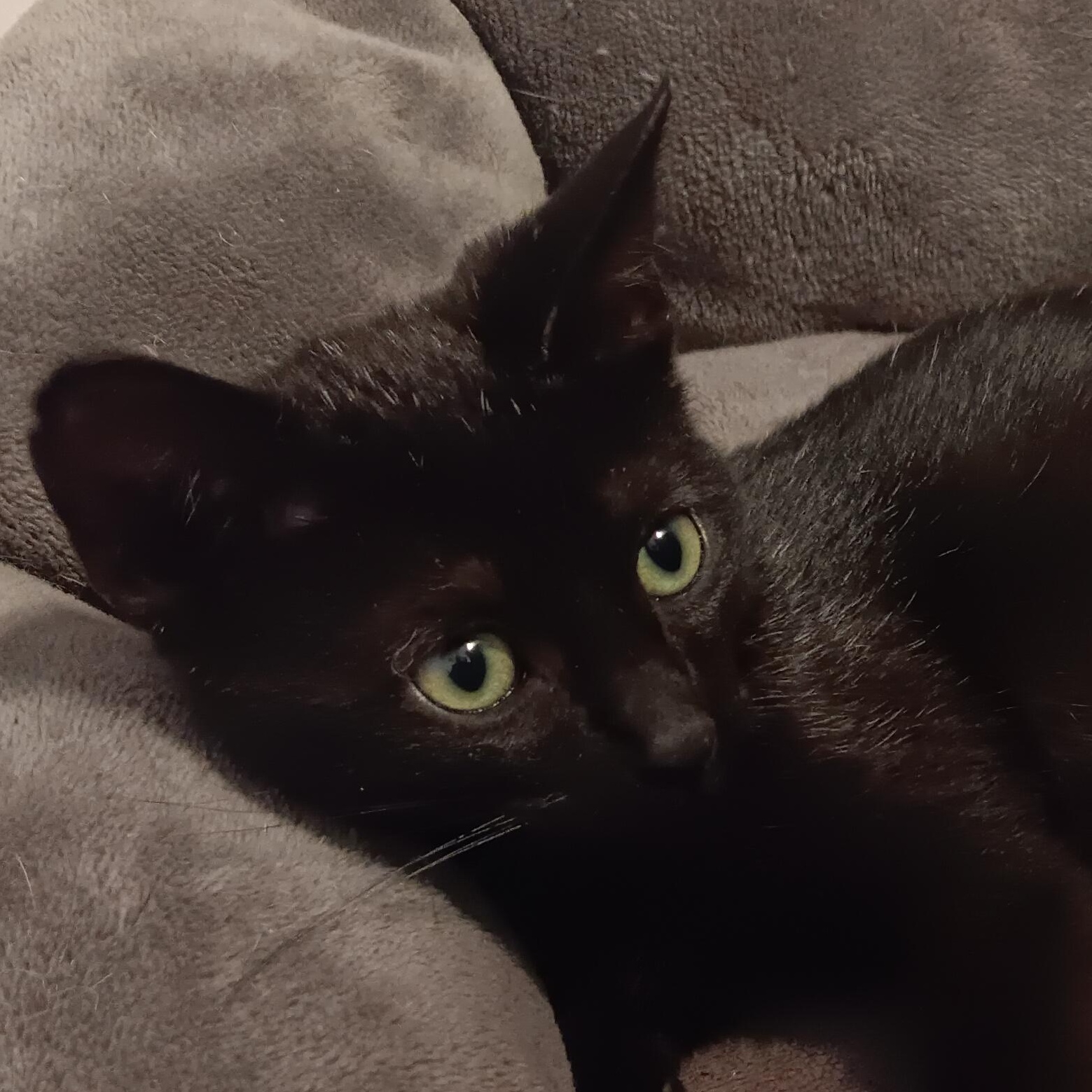 Enlarge Craig n' DayDay, a Adoptable Domestic Short Hair in Bloomfield, NJ image 2/3