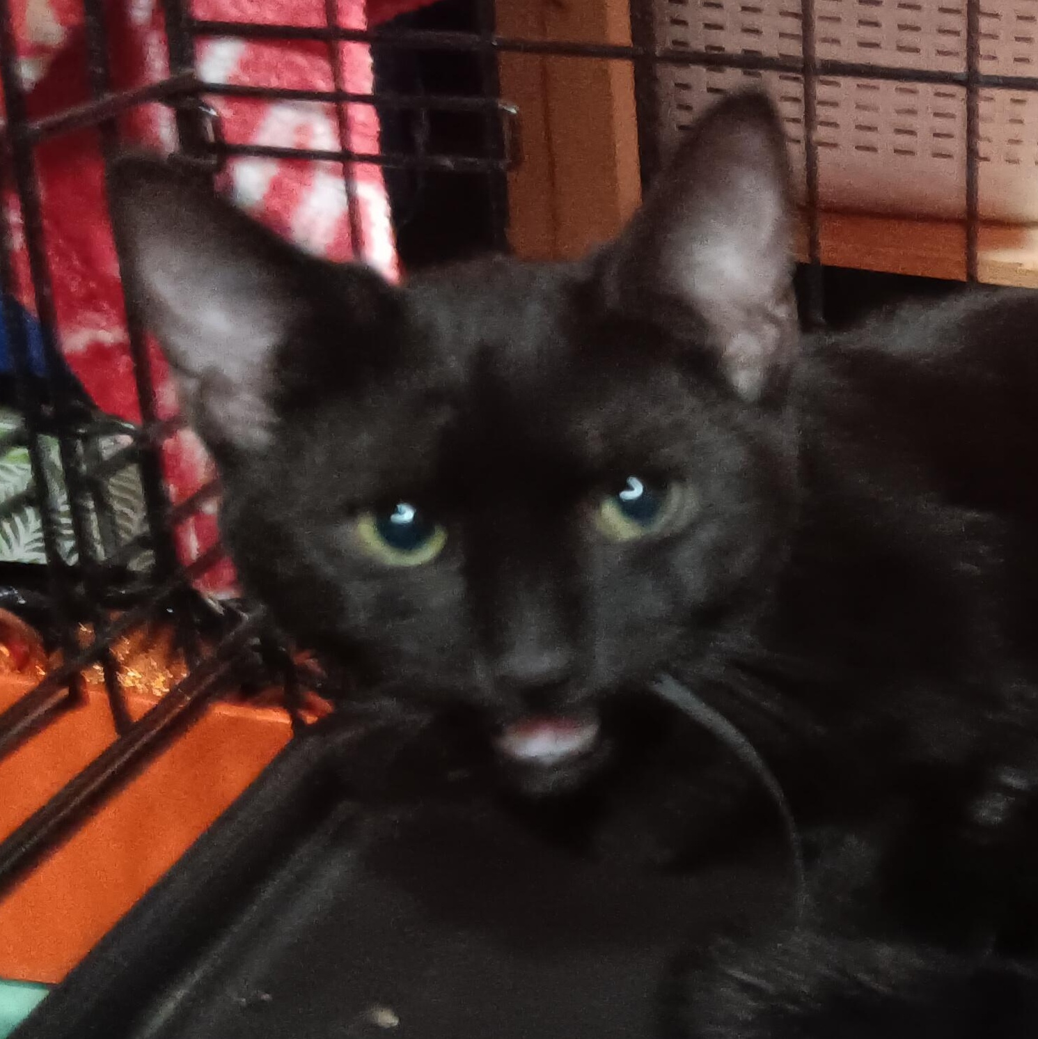 Enlarge Craig n' DayDay, a Adoptable Domestic Short Hair in Bloomfield, NJ image 3/3