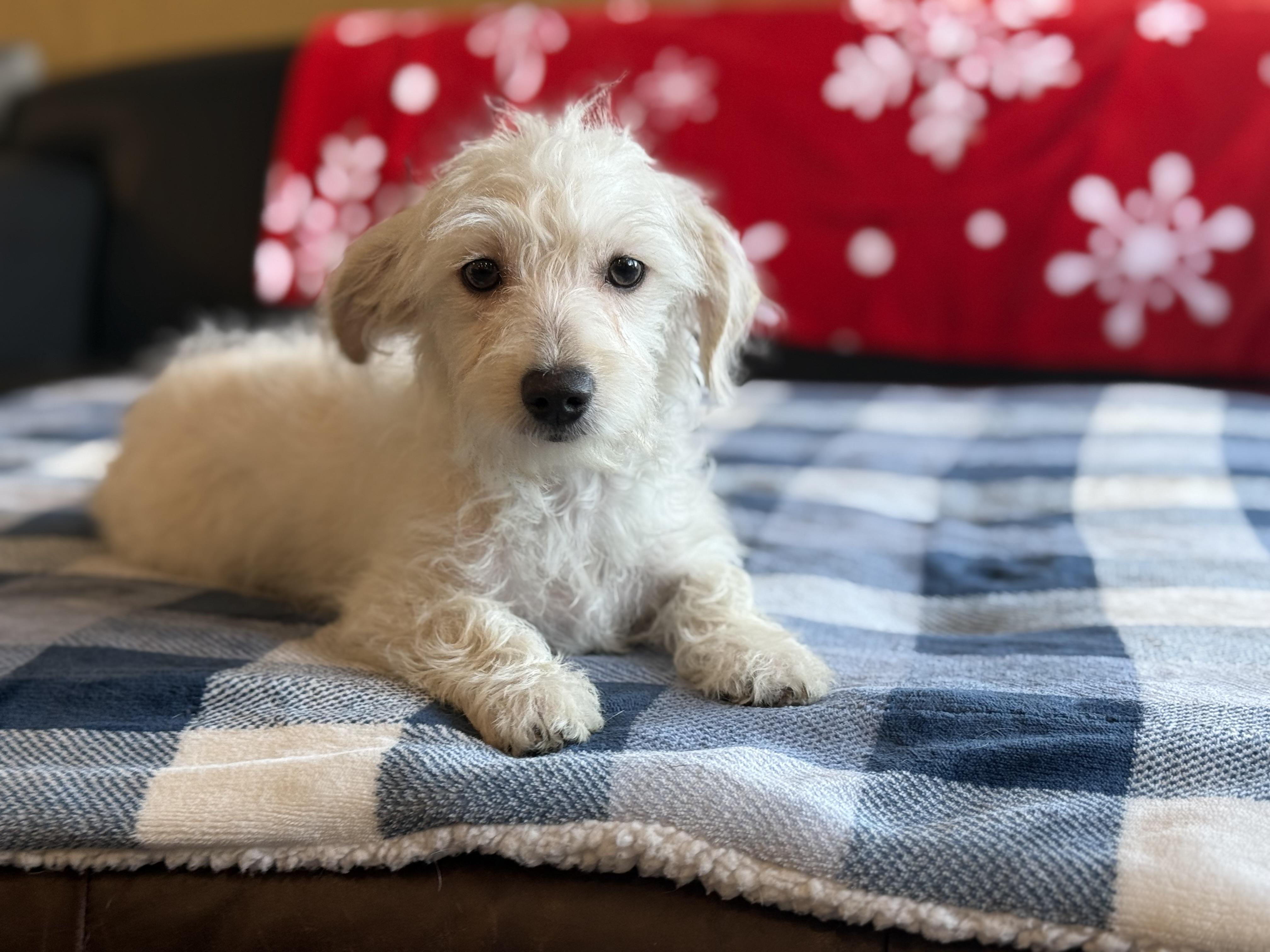 Enlarge Tito, an adopted mixed breed in Phoenix, AZ image 4/4