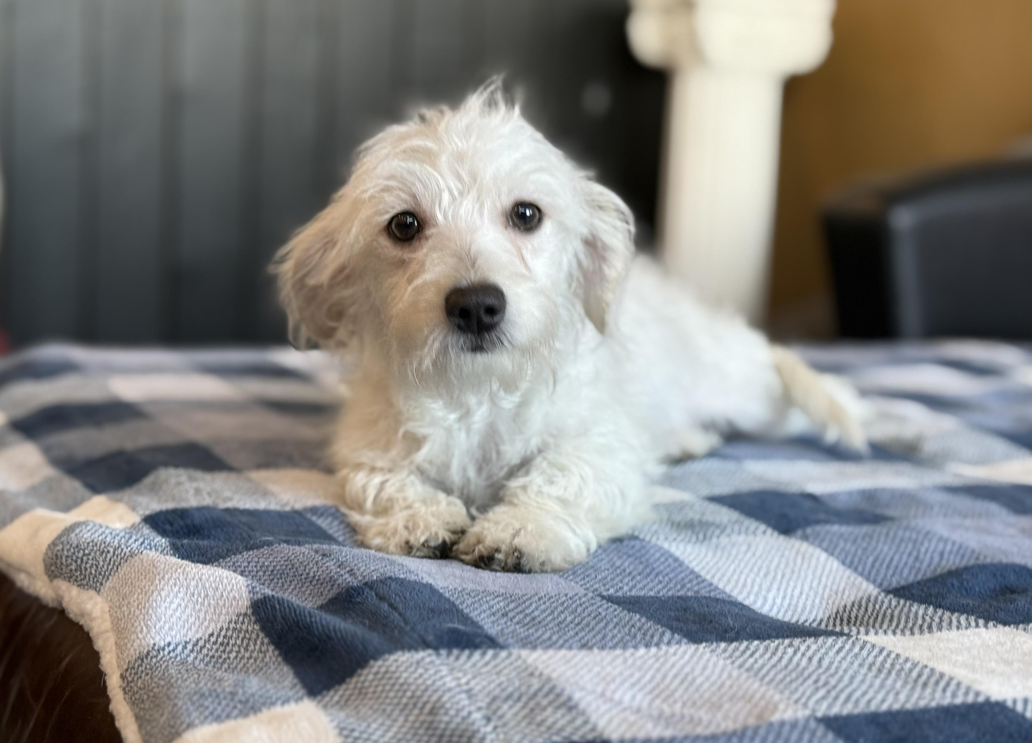 Tito, adopted, Puppy Male Maltipoo & Maltese.