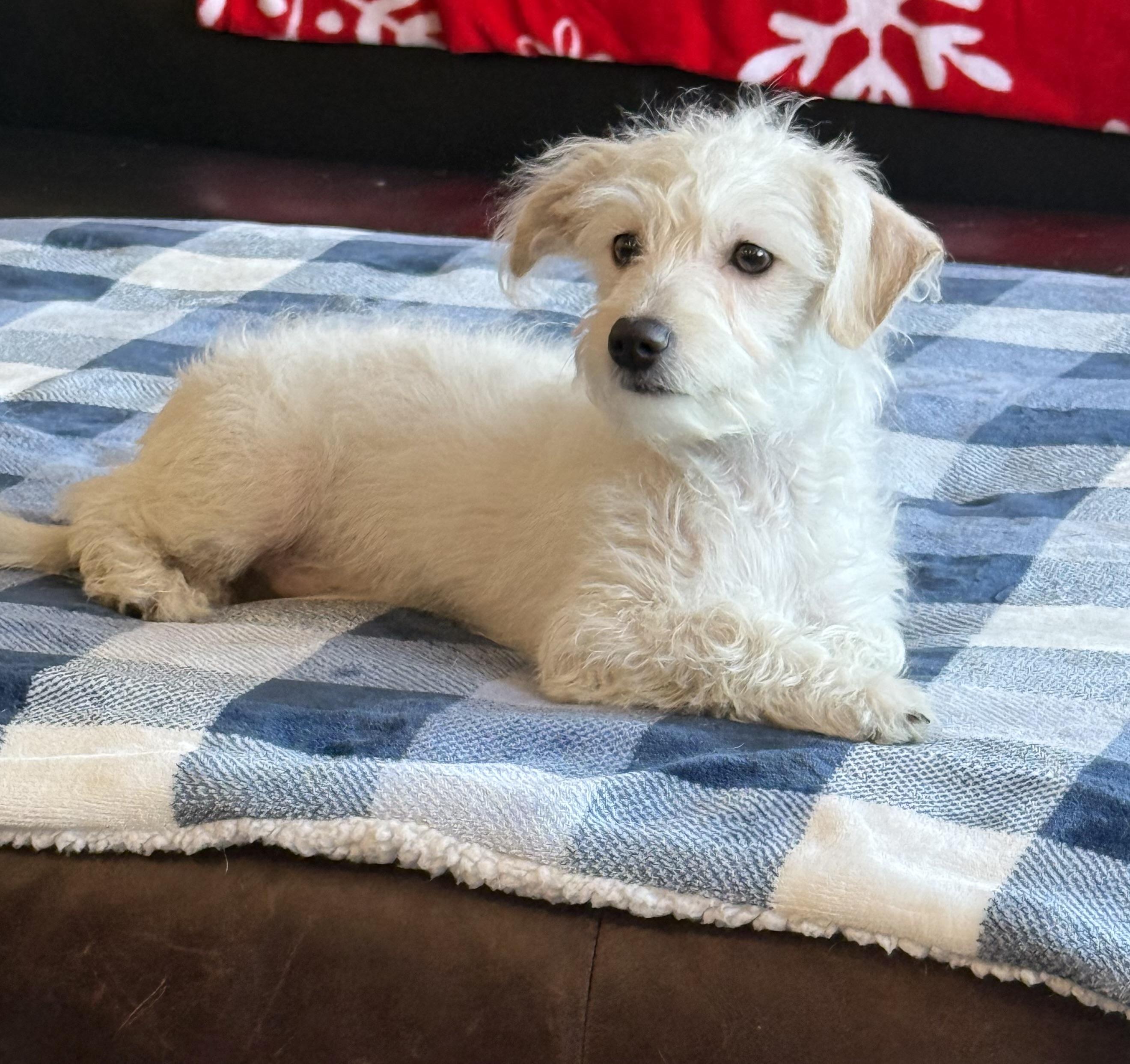 Enlarge Tito, an adopted mixed breed in Phoenix, AZ image 3/4