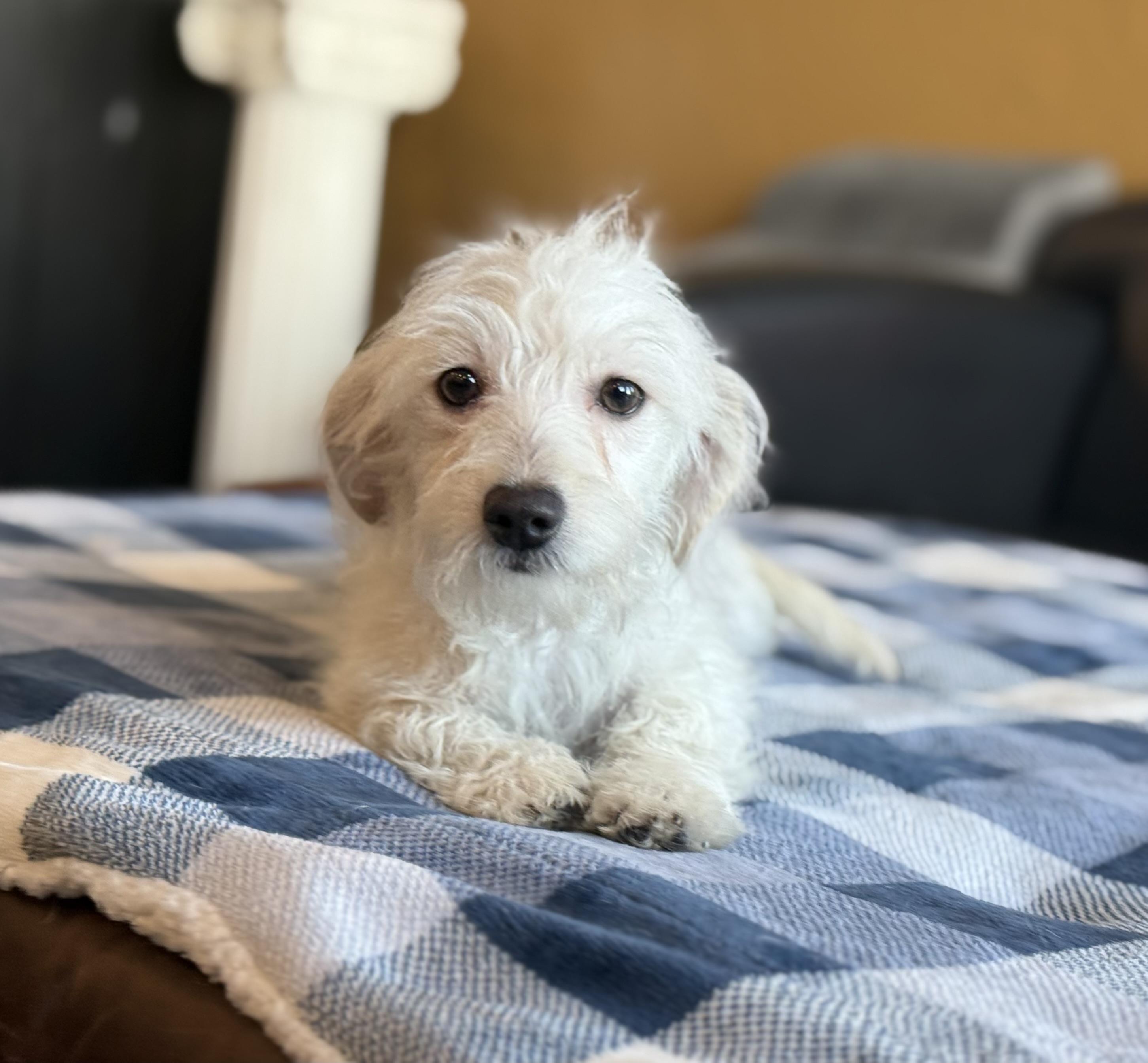 Enlarge Tito, an adopted mixed breed in Phoenix, AZ image 2/4