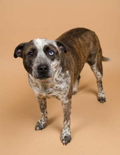 Fox, Adoptable, Young Male Australian Cattle Dog / Blue Heeler & Mixed Breed.