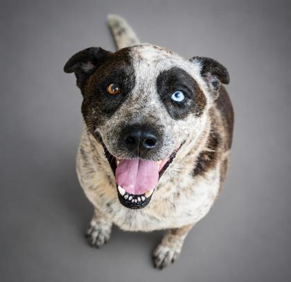 Fox, a Adoptable mixed breed in Bowling Green, KY image 2/2