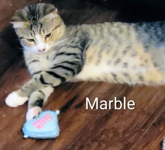 Enlarge Marble, a Adoptable Domestic Short Hair in Binghamton, NY image 1/1