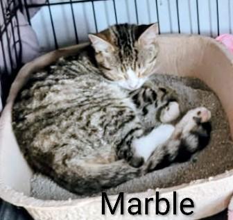 Enlarge Marble, a Adoptable Domestic Short Hair in Binghamton, NY image 2/4