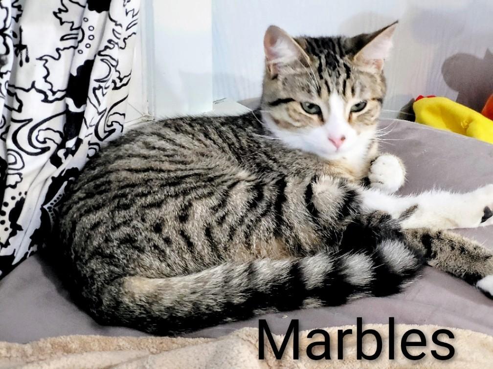 Marble, Adoptable, Young Male Domestic Short Hair.