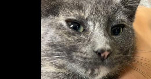 Enlarge Honeysuckle, a Adoptable Domestic Long Hair in Anoka, MN image 2/2