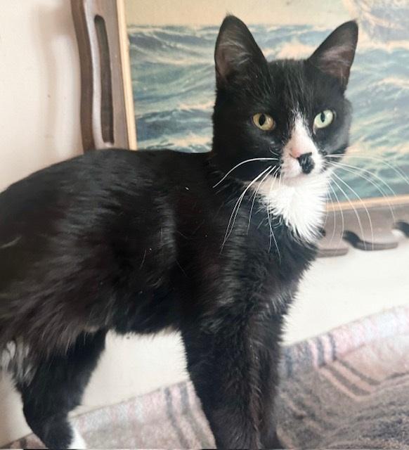 Pilaf, a Adoptable Tuxedo in Philadelphia, PA image 3/6