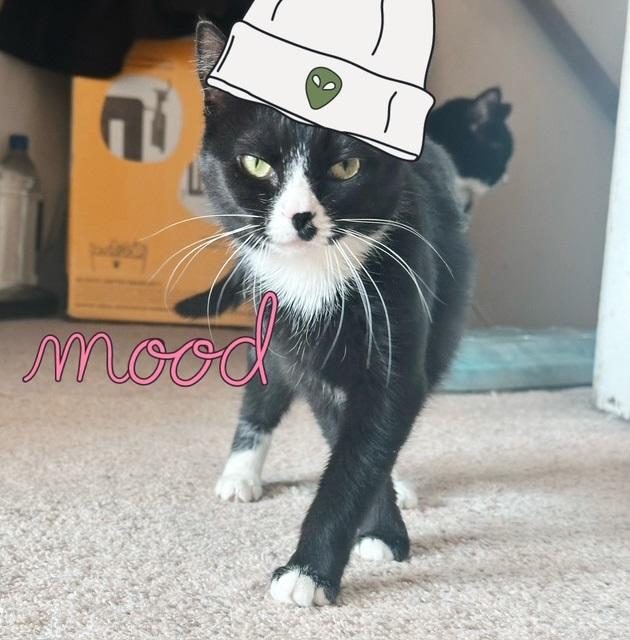 Pilaf, Adoptable, Kitten Female Tuxedo.