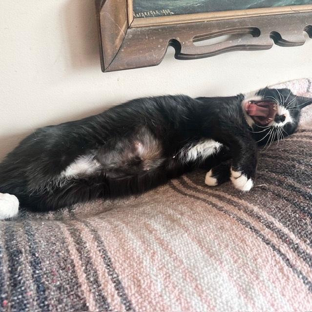 Pilaf, a Adoptable Tuxedo in Philadelphia, PA image 6/6