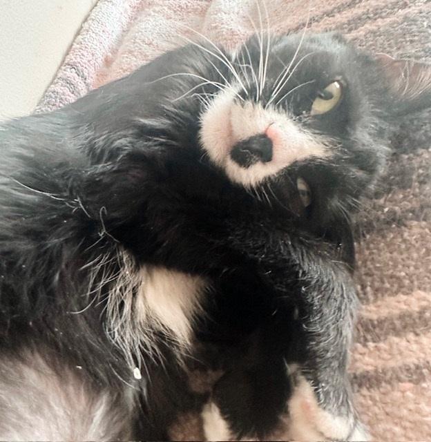 Pilaf, a Adoptable Tuxedo in Philadelphia, PA image 4/6