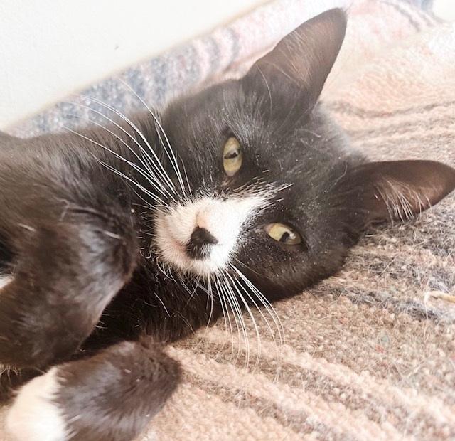 Pilaf, a Adoptable Tuxedo in Philadelphia, PA image 2/6