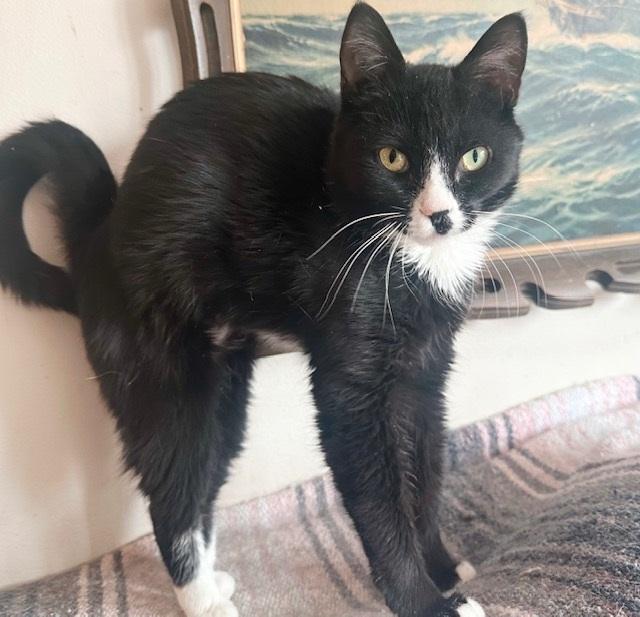 Pilaf, a Adoptable Tuxedo in Philadelphia, PA image 5/6