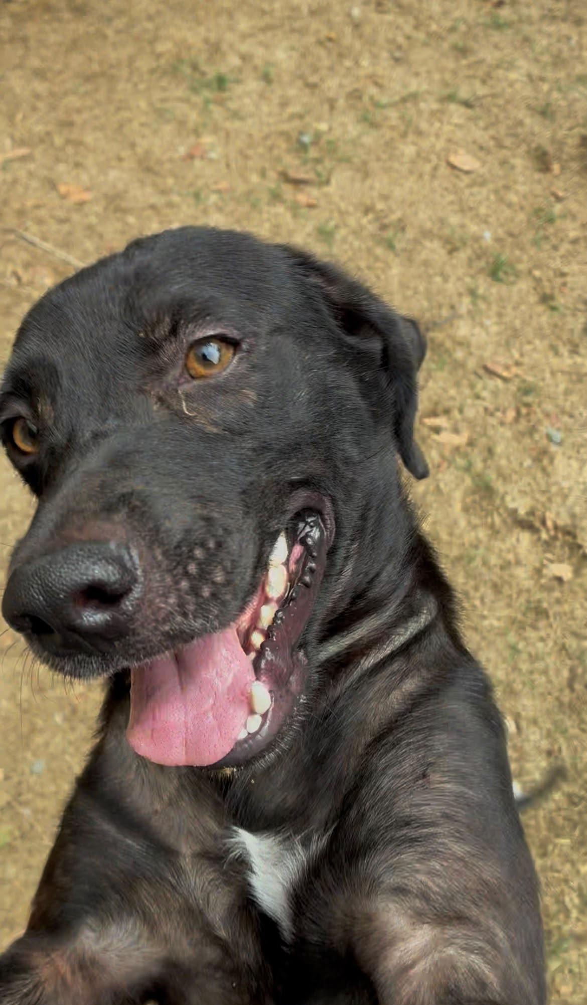 Kolita, Adoptable, Adult Male Black Labrador Retriever.
