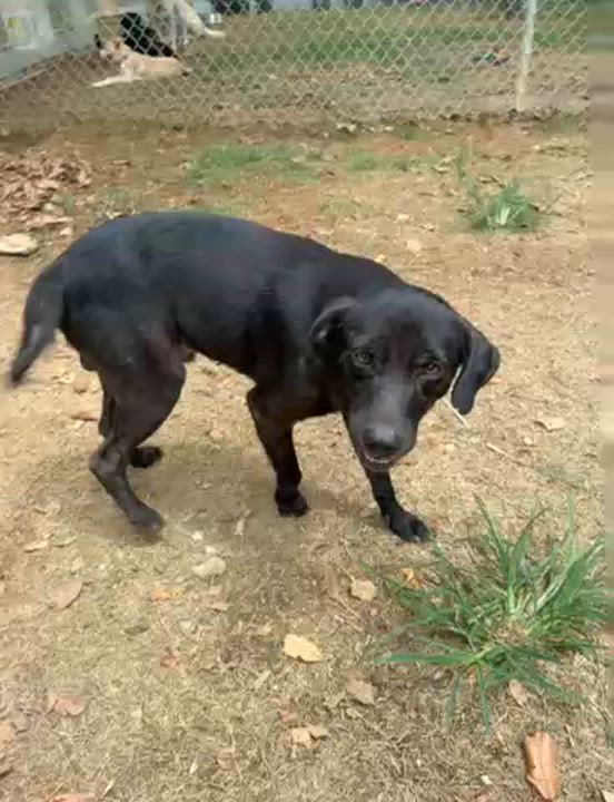 Enlarge Kolita, a Adoptable mixed breed in Rio Grande , PR video 2/2
