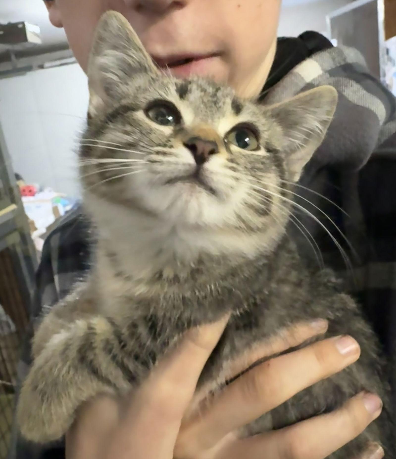 Ketchup ( AV), Adoptable, Kitten Female Tabby.