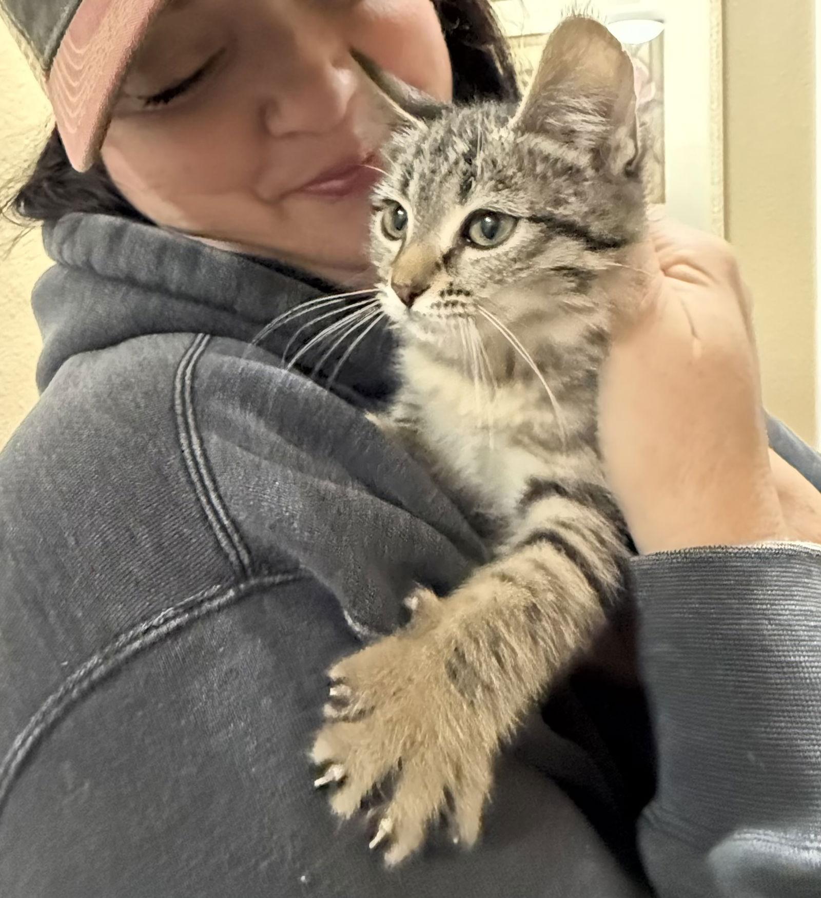 Enlarge Ketchup ( AV), a Adoptable Tabby in Vacaville, CA image 3/3