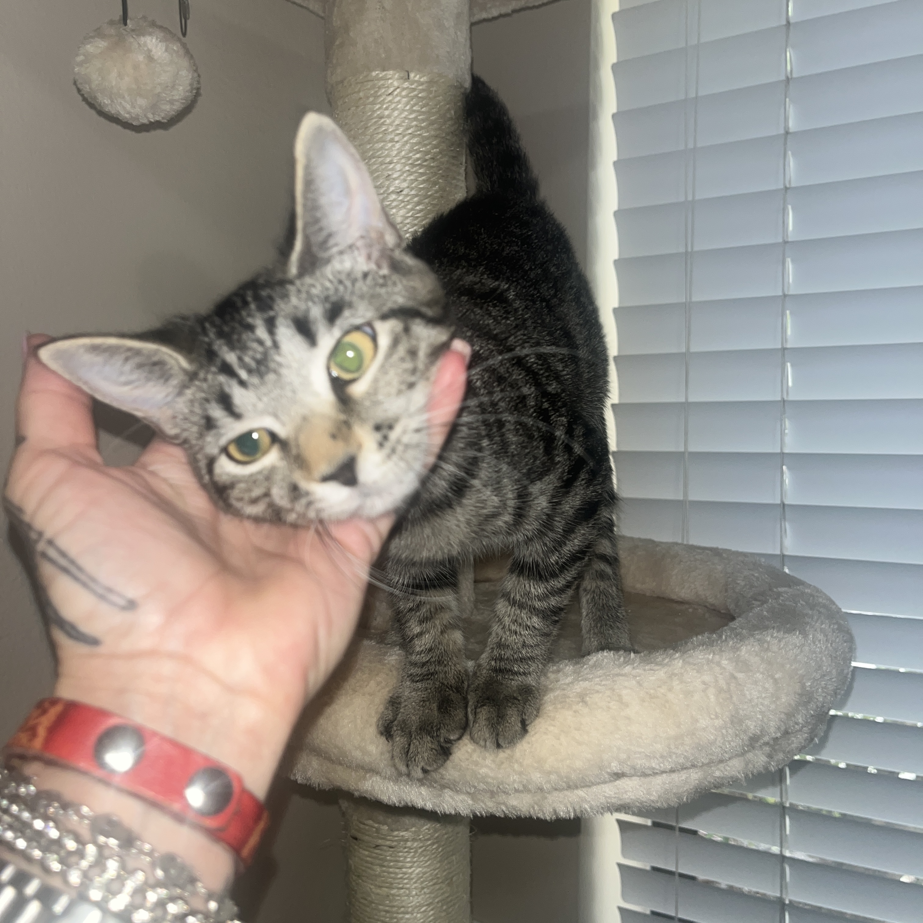 Rum tum Tugger , a Adoptable Domestic Short Hair in Palm City, FL image 1/12