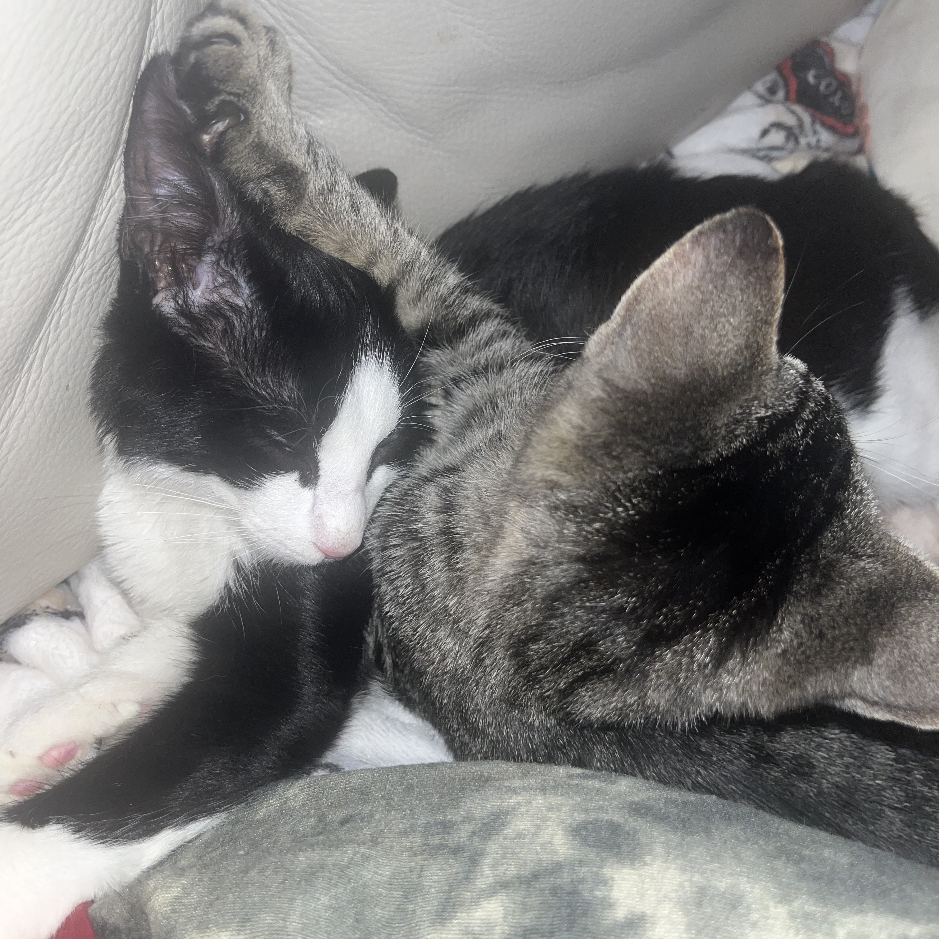 Rum tum Tugger , a Adoptable Domestic Short Hair in Palm City, FL image 2/12