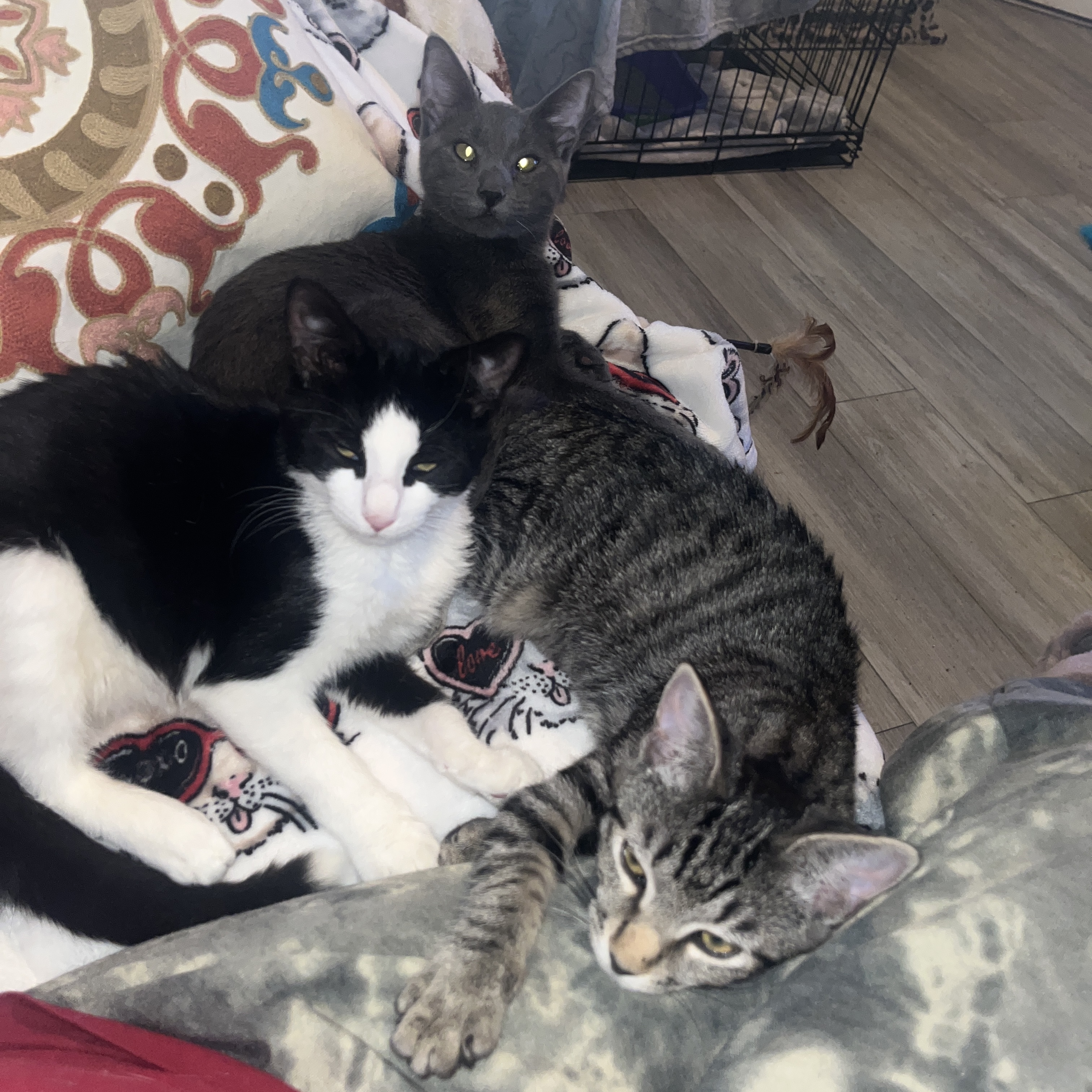 Rum tum Tugger , a Adoptable Domestic Short Hair in Palm City, FL image 3/12