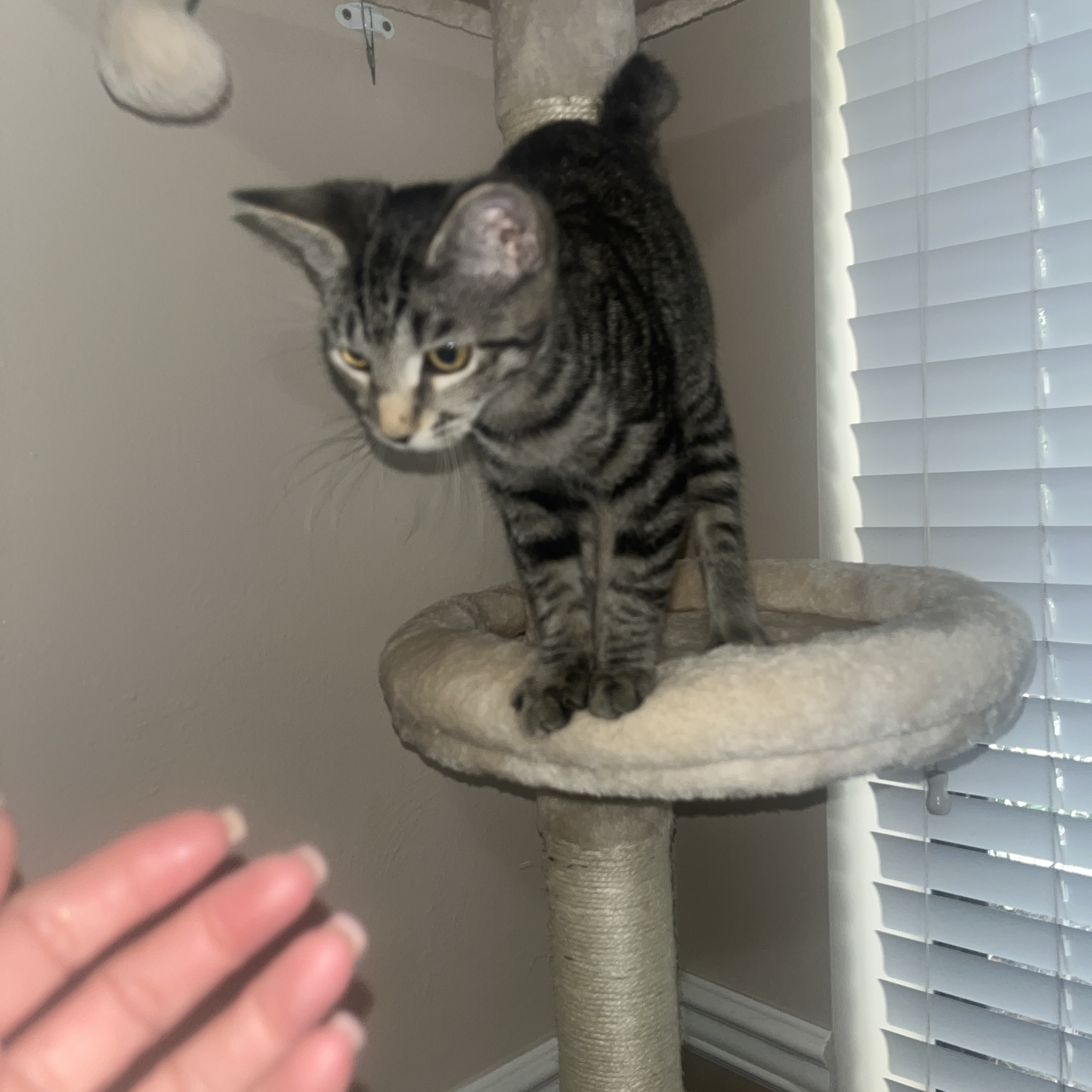 Rum tum Tugger , a Adoptable Domestic Short Hair in Palm City, FL image 4/12