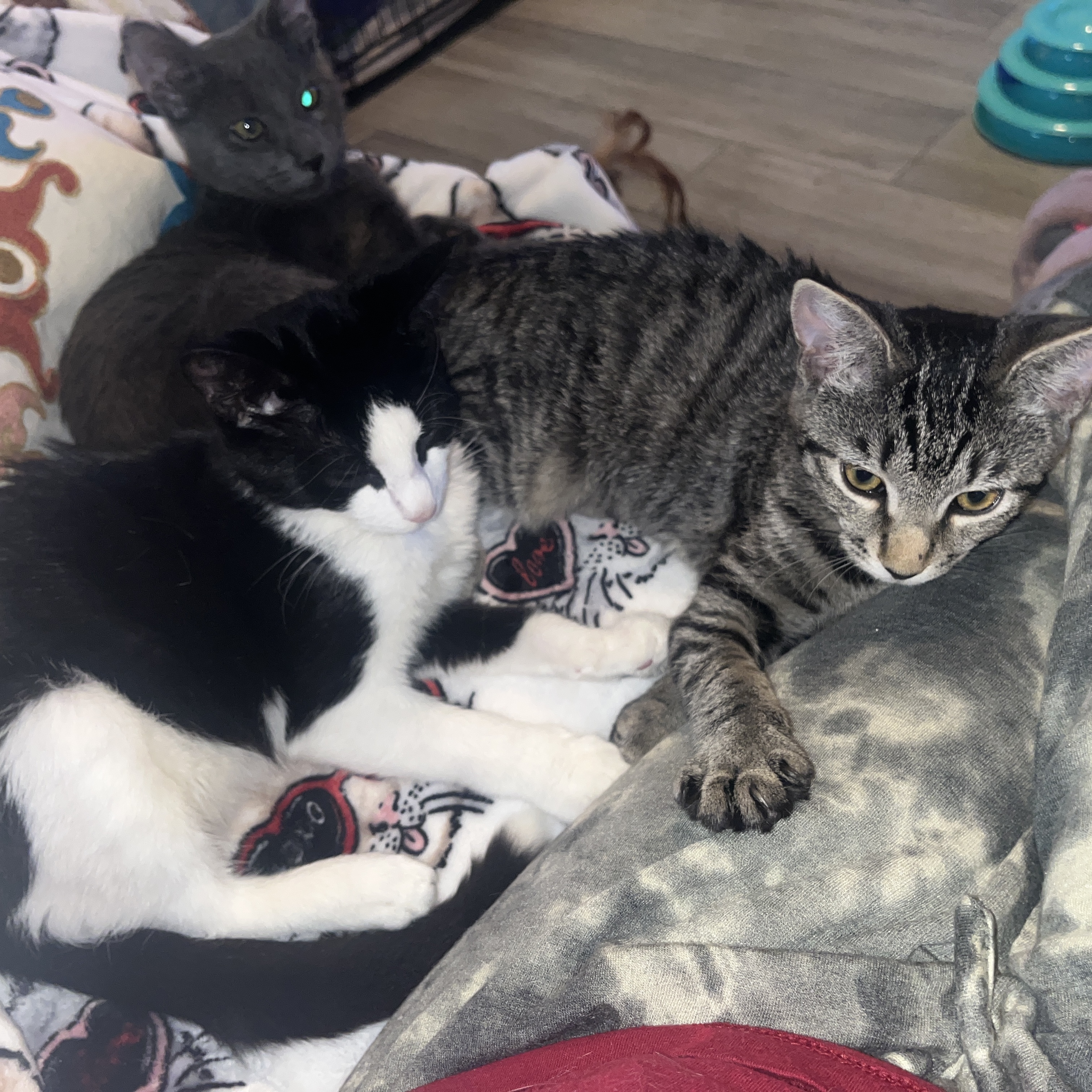 Rum tum Tugger , a Adoptable Domestic Short Hair in Palm City, FL image 6/12