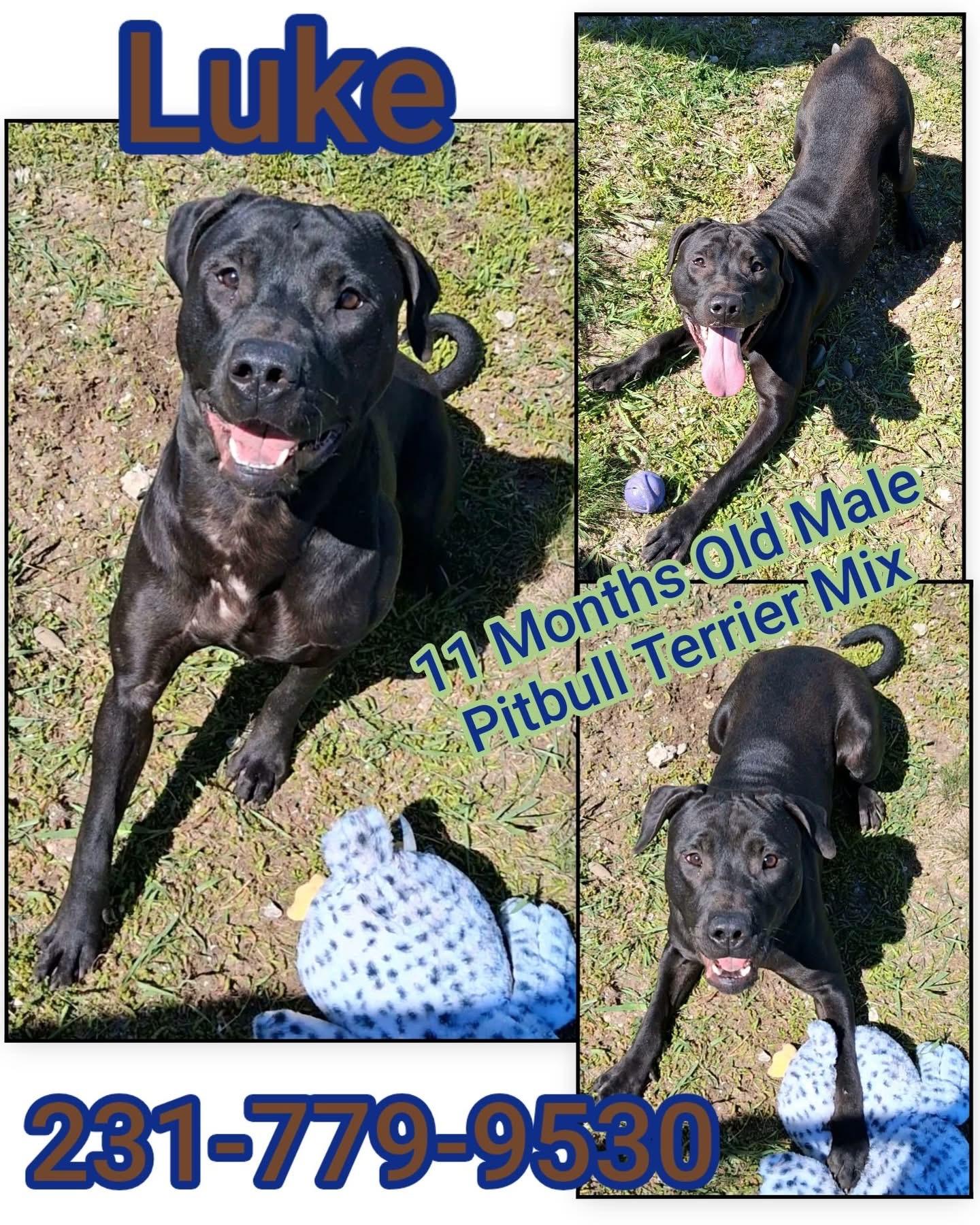 Enlarge LUKE, a ADOPTABLE mixed breed in Cadillac, MI image 1/1