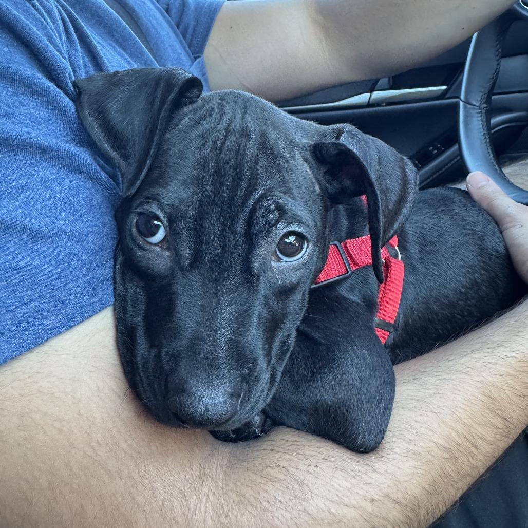 Bisque, Adoptable, Puppy Female Mixed Breed.