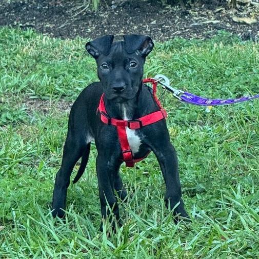 Enlarge Bisque, a Adoptable Mixed Breed in Gainesville, FL image 2/4