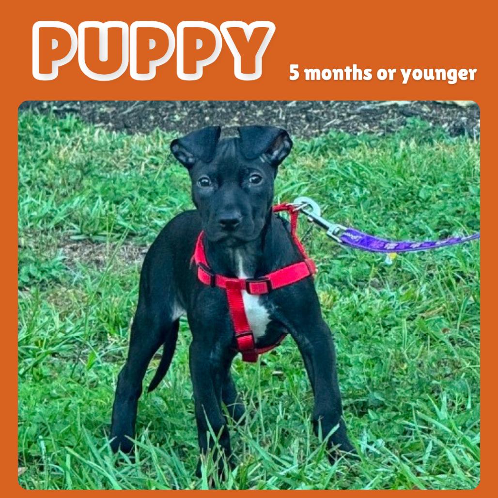 Enlarge Bisque, a Adoptable Mixed Breed in Gainesville, FL image 3/4