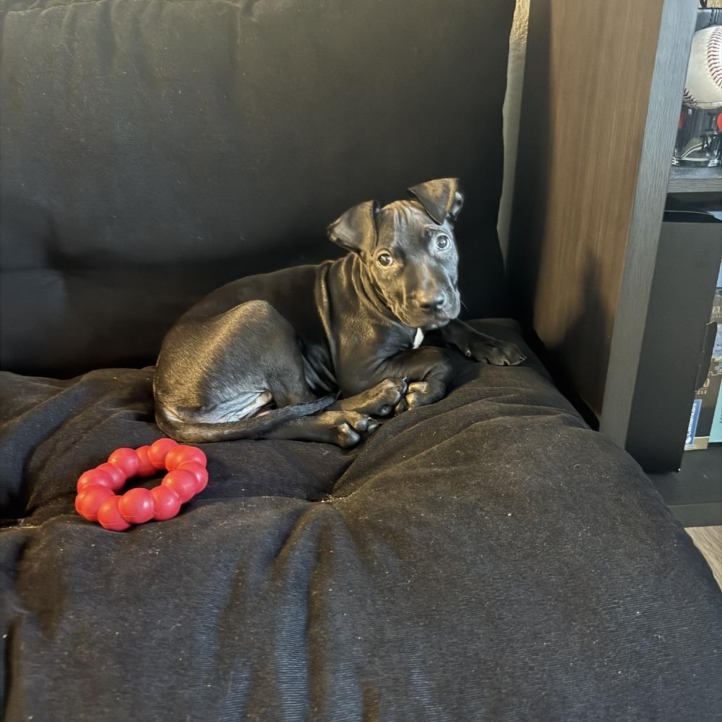 Enlarge Bisque, a Adoptable Mixed Breed in Gainesville, FL image 4/4