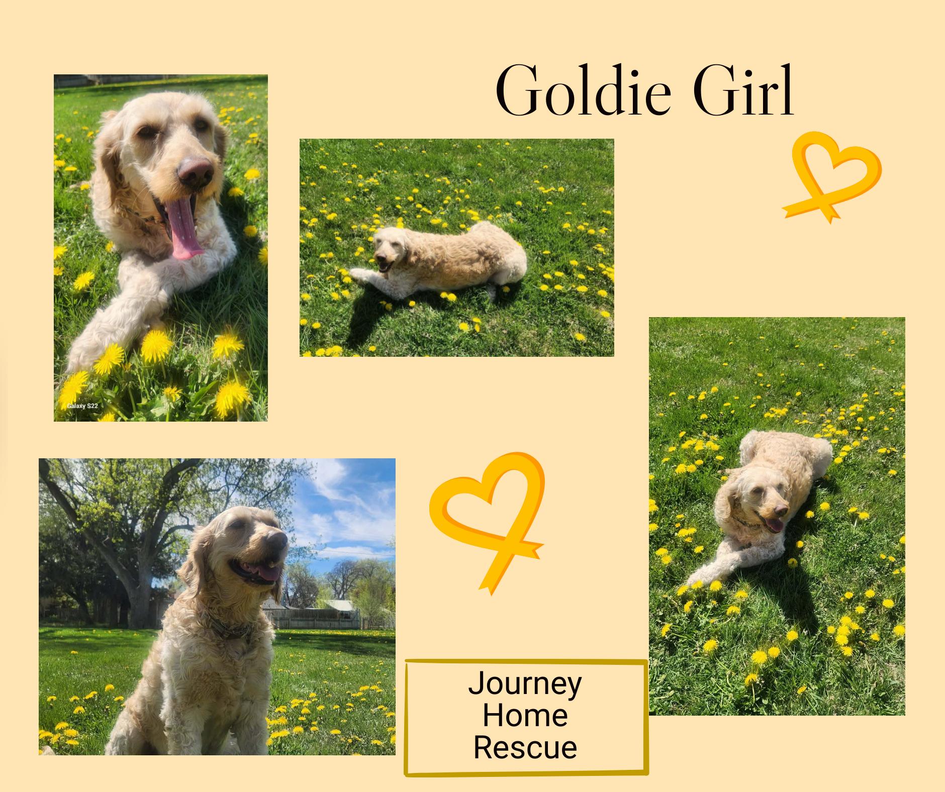 Goldie Girl, ADOPTABLE, Adult Female Goldendoodle.