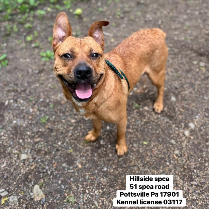 Philly, Adoptable, Adult Female Shepherd & Staffordshire Bull Terrier.