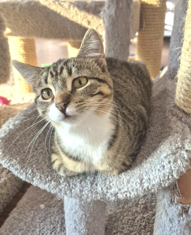 Enlarge Athena, a ADOPTABLE Domestic Medium Hair in Wild Rose, WI image 2/2