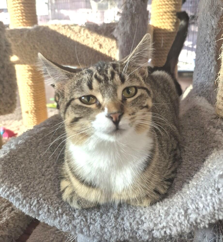 Athena, ADOPTABLE, Young Female Domestic Medium Hair.