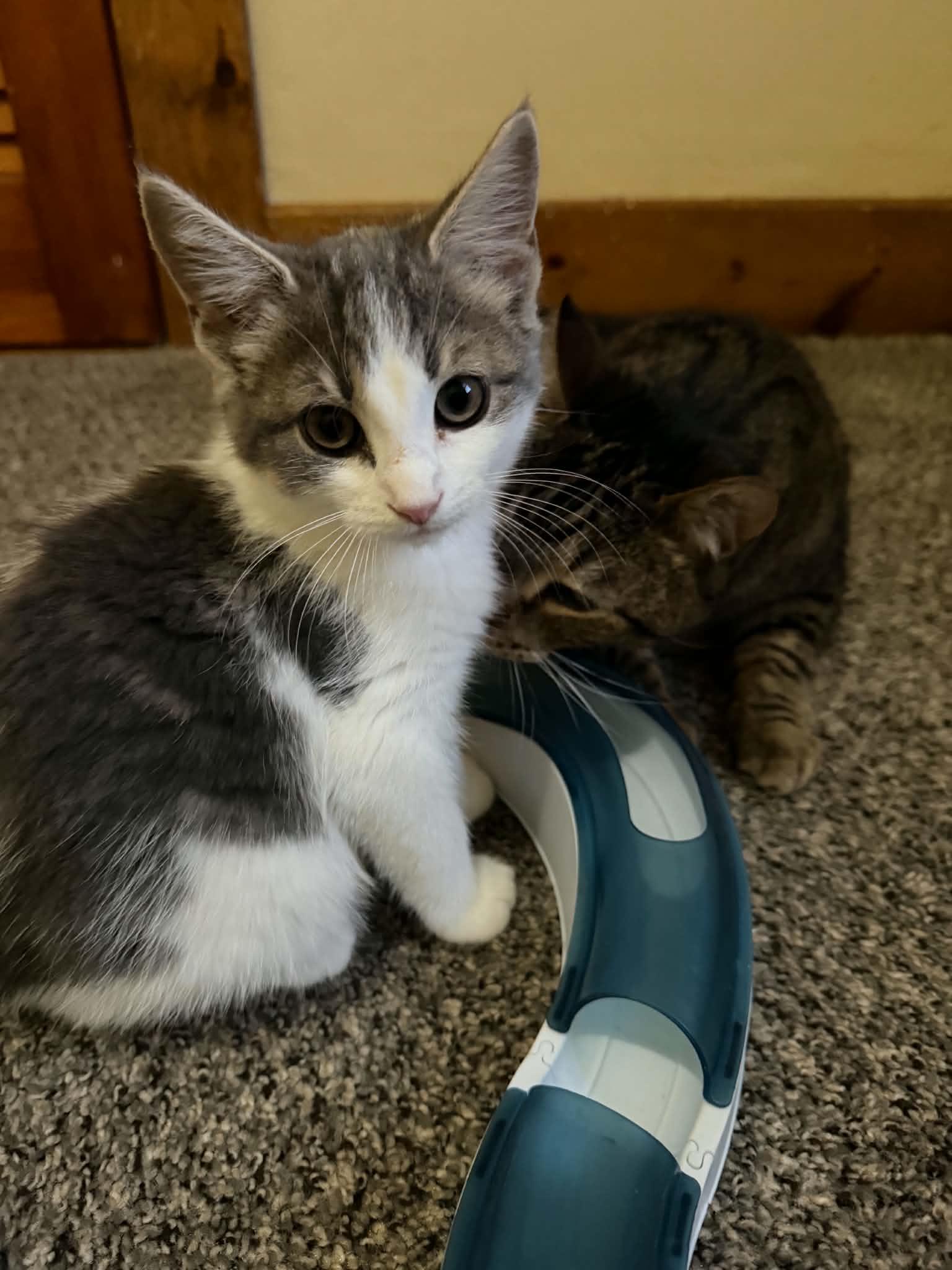 Enlarge Corn Pops (must adopt with Apple Jacks), a Adopted Domestic Short Hair in New Bedford, MA image 4/5