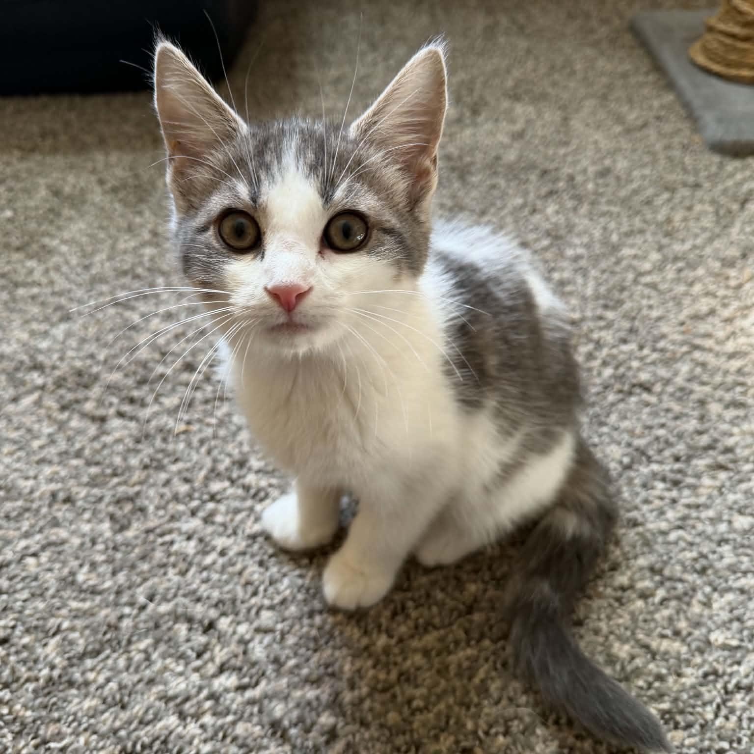 Enlarge Corn Pops (must adopt with Apple Jacks), a Adopted Domestic Short Hair in New Bedford, MA image 1/5