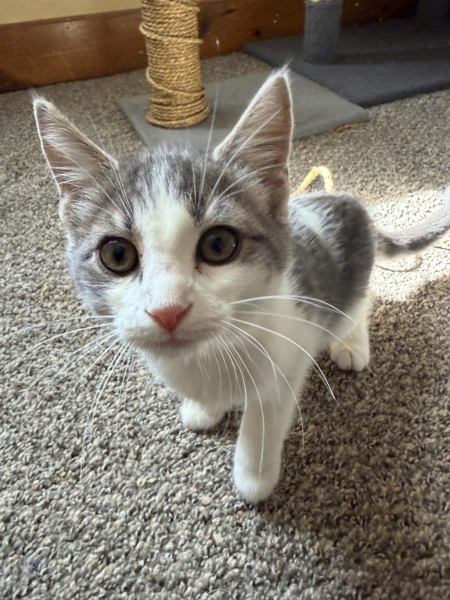 Enlarge Corn Pops (must adopt with Apple Jacks), a Adopted Domestic Short Hair in New Bedford, MA image 3/5